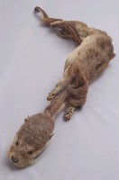水獺藏品圖，第4張